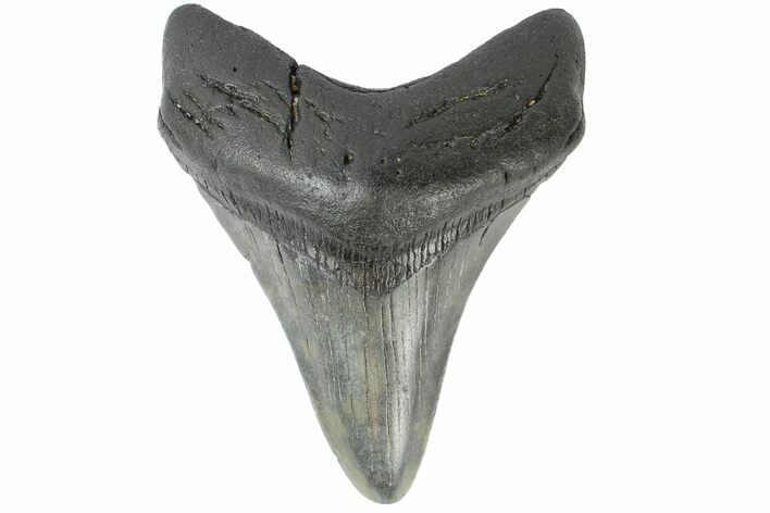 Fossil Megalodon Tooth - South Carolina #164975